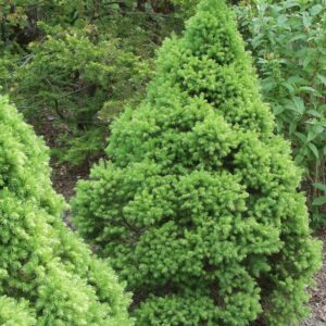 Kartiovalkokuusi 'Conica'; 40-50,At,Ul