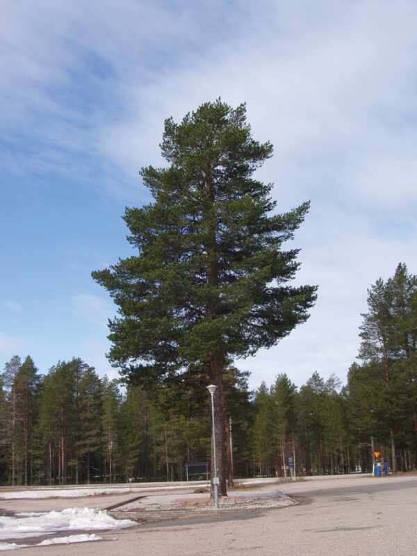 Metsämänty; 80-100,At
