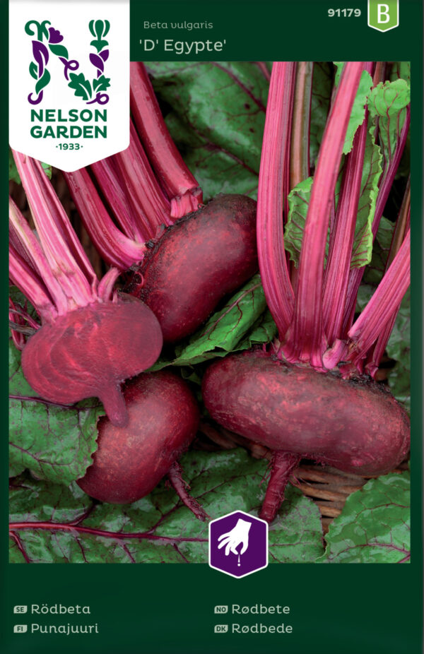 Punajuuri 'Egyptiläinen'