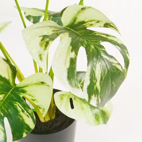 Silkkikasvi peikonlehti 'Variegata' 40cm - Image 2