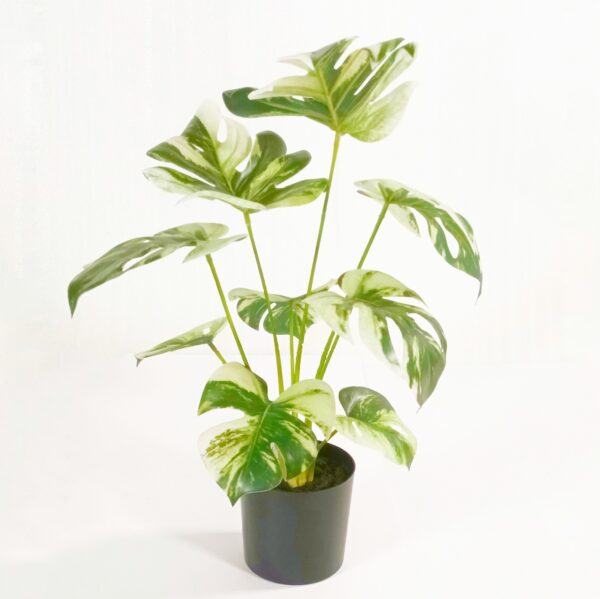 Silkkikasvi peikonlehti 'Variegata' 40cm