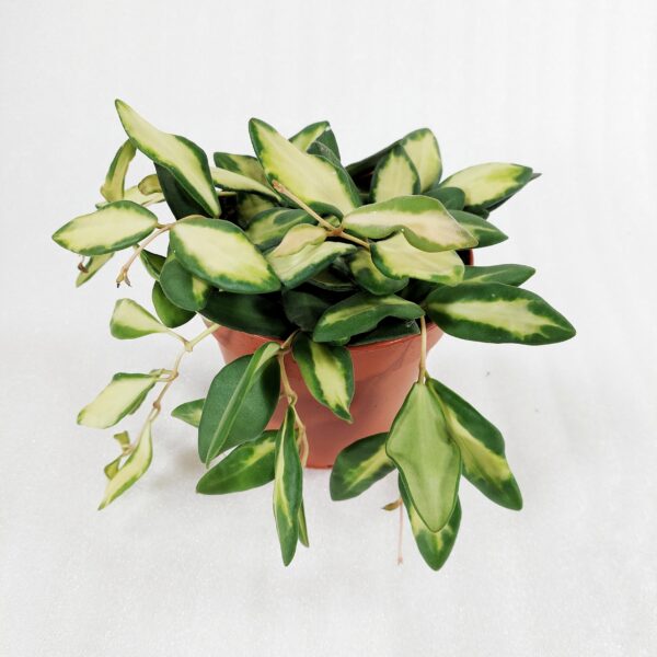 Posliinikukka Burtoniae Variegata p12