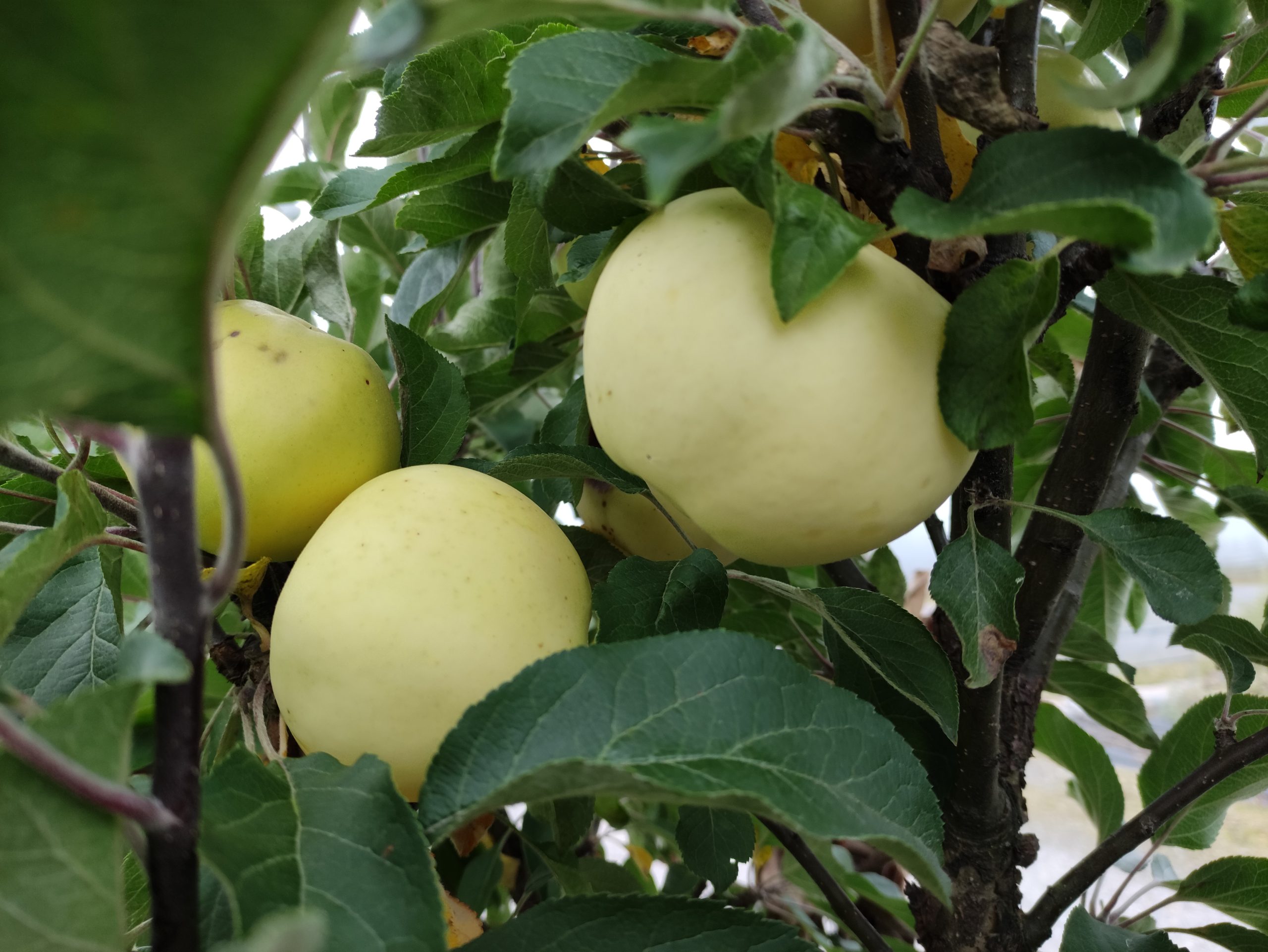 Pilariomenapuu 'Medoc'; I lk,At,125-