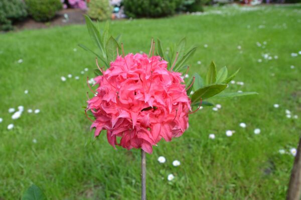 Puistoatsalea 'Homebush'; 50-70, At 5L,Ul