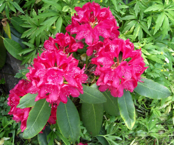 Puistoalppiruusu 'Nova Zembla'; 25-30, At 5L,Ul