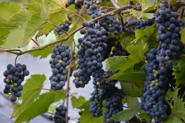 Viiniköynnös 'Leon Millot'; At 2L,Ul