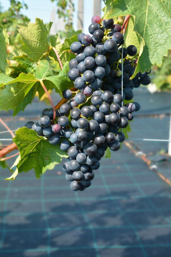Viiniköynnös 'Muscat Bleu'; At 2L,Ul