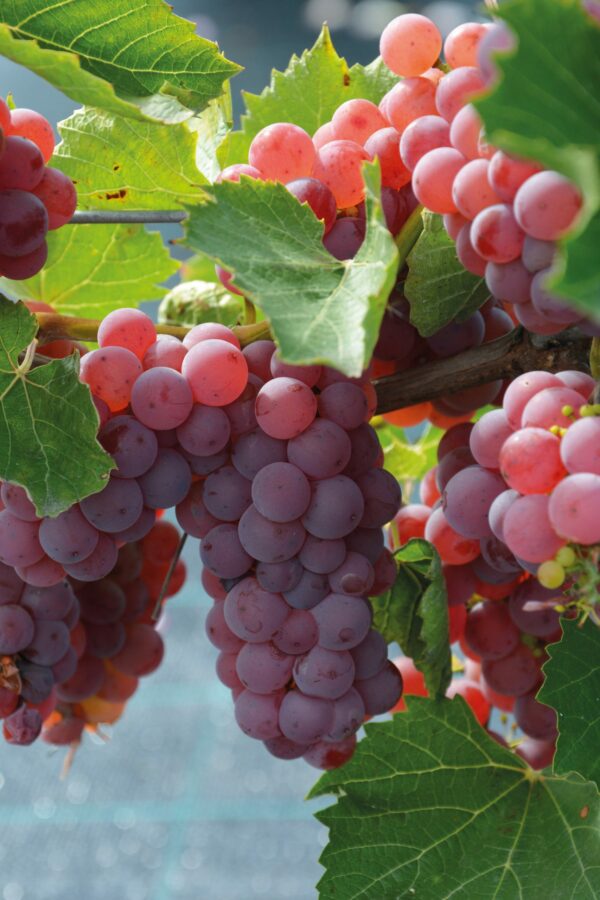 Viiniköynnös 'Somerset Seedless'; At 2L,Ul