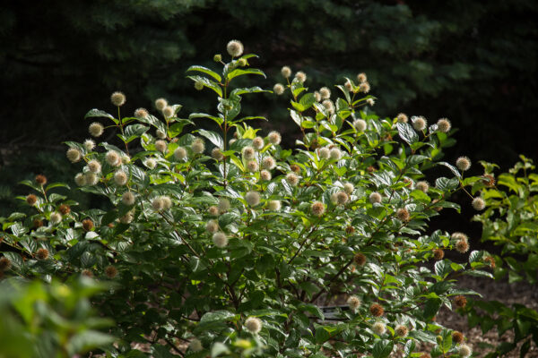 Keräpensas 'Fiber optics'; At, 3L