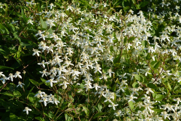 Mantsuriankärhö; At,2L,Ul