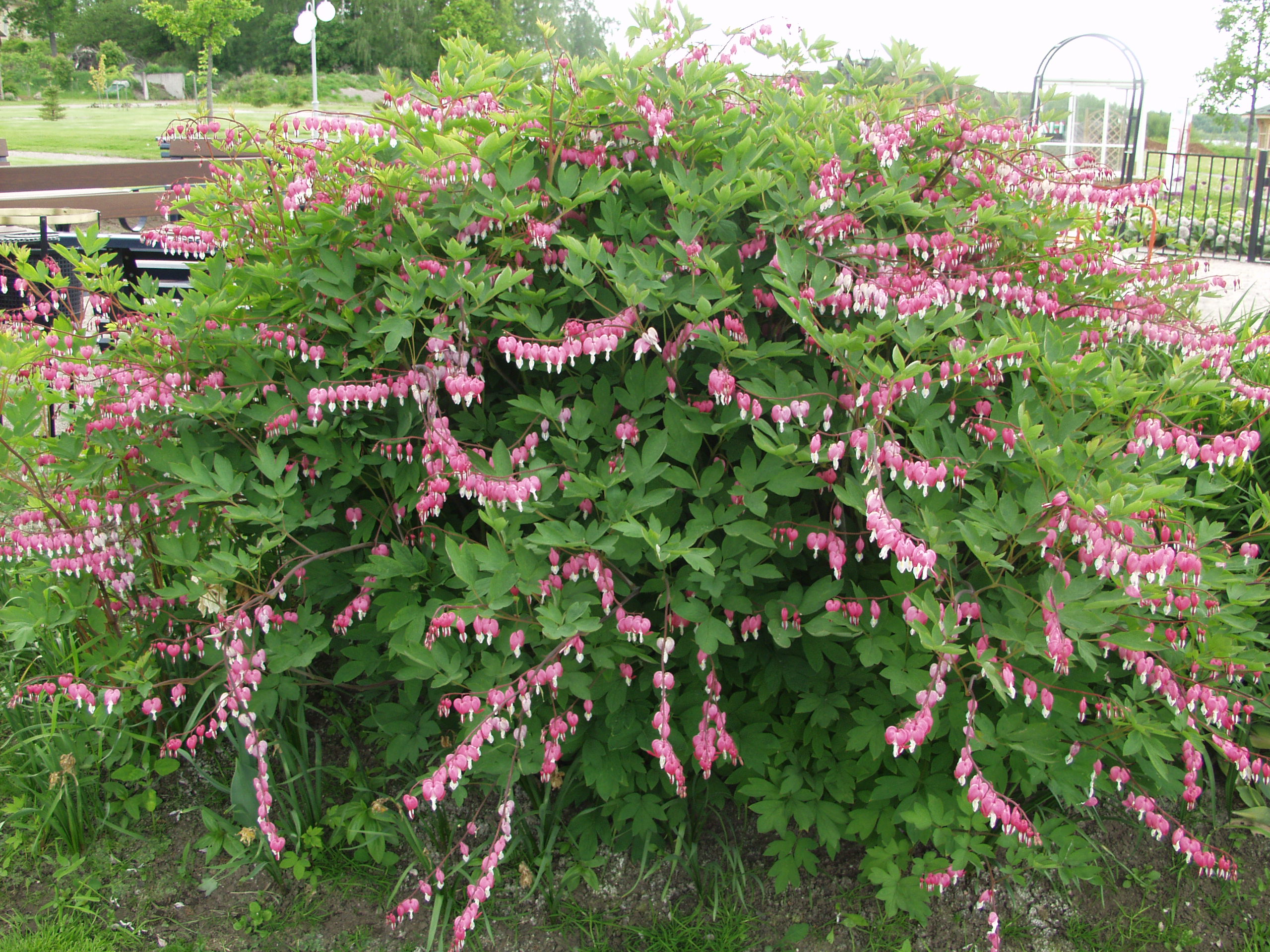 Särkynytsydän; Juurakko - Image 2