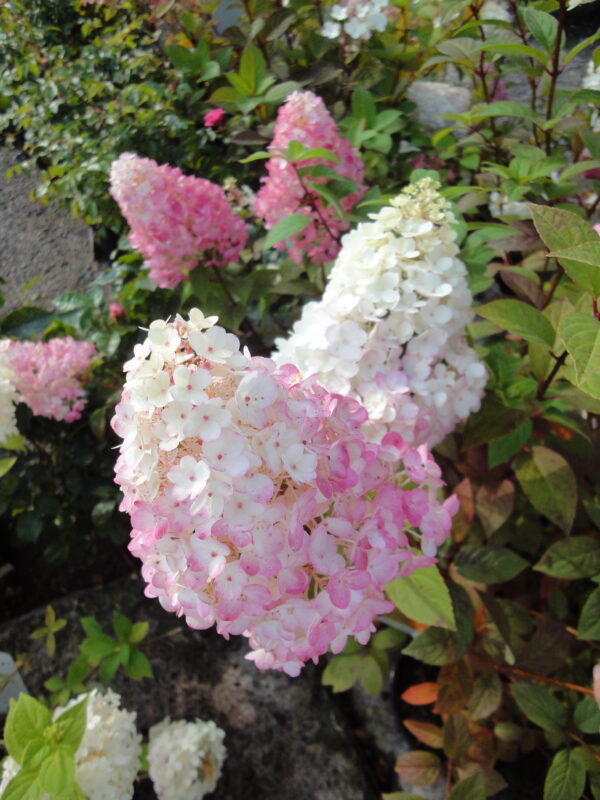 Syyshortensia Sundae Fraise® Jumbo; At,7,5L