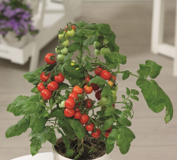 Kirsikkatomaatti 'Talida Red'