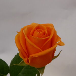 Kotimainen Ali-Marttilan pitkä oranssi ruusu.