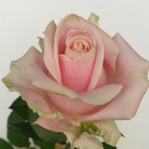 Kotimainen pitkä Ali-Marttilan vaaleanpunainen ruusu.