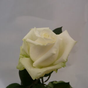 Kotimainen pitkä valkoinen ruusu.