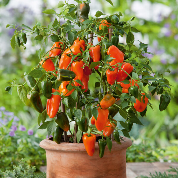 Napostelupaprika 'Lubega Mini Orange'