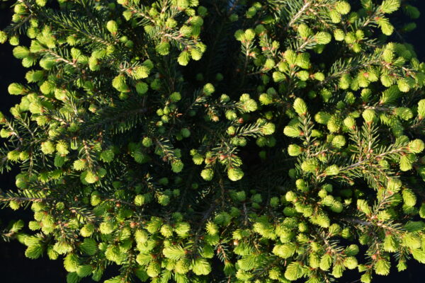Pesäkuusi Nidiformis;20-25, At2L,Ul