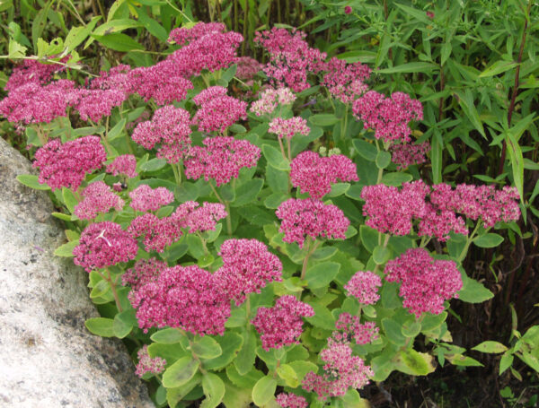 Komeamaksaruoho 'Herbstfreude'; Juurakko