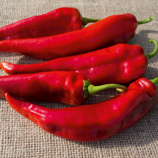 Suippopaprika 'Lipari'