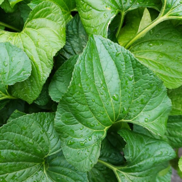 Perhosorvokki 'Freckles'; Juurakko