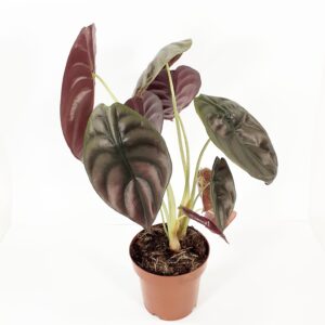Alocasia 'Red Secret'