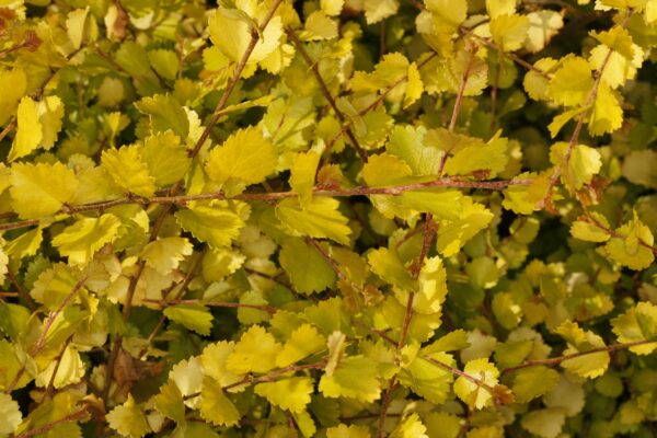 Vaivaiskoivu 'Golden Treasure'; 40-60,At,5L,Ul