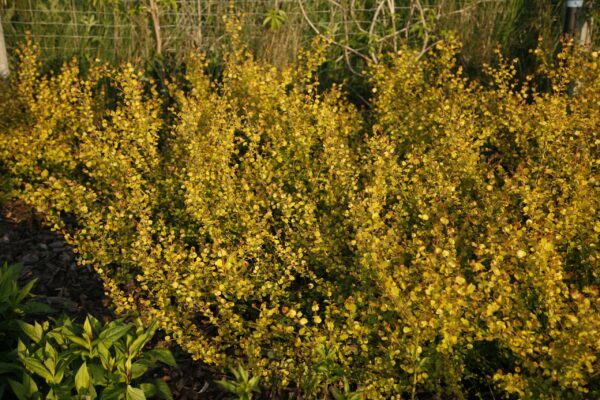 Vaivaiskoivu 'Golden Treasure'; 40-60,At,5L,Ul - Image 2