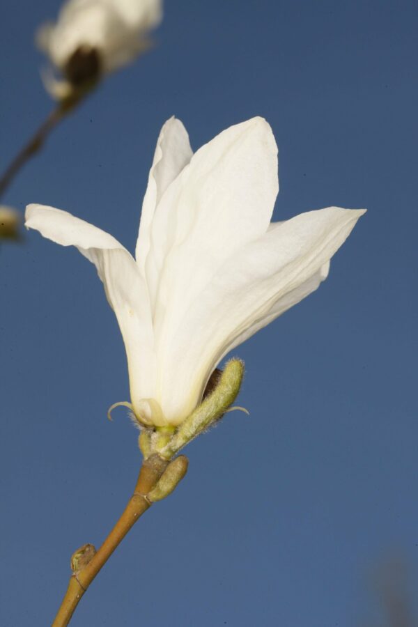 Japaninmagnolia; 80-100,At,5L,Ul