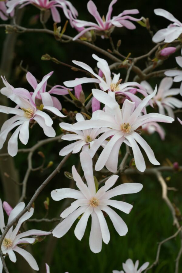 Tähtimagnolia 'Rosea'; 60-80,At,5L,Ul