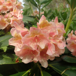 Alppiruusu 'Merja'; 25-30, At,5L,Ul