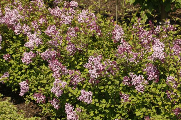 Pikkusyreeni 'Red Pixie'; 30-40,At,Ul