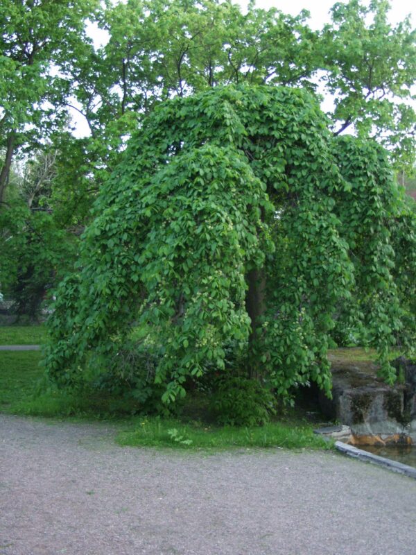 Riippajalava pendula; runko 180-220,At