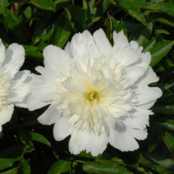 Kiinanpioni 'Charlie's White'; At,2L