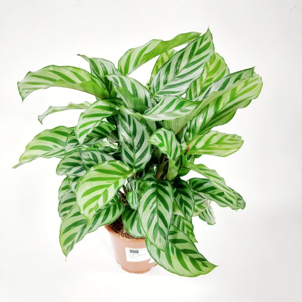Maija 'Freddie' p12