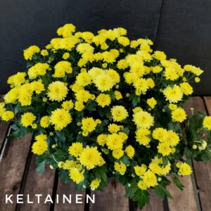 Pallokrysanteemi  19  cm yksivärinen
