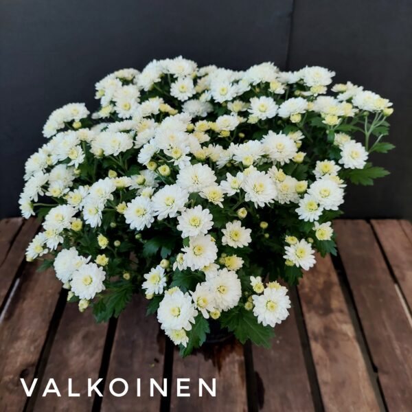 Pallokrysanteemi  19  cm yksivärinen - Image 2