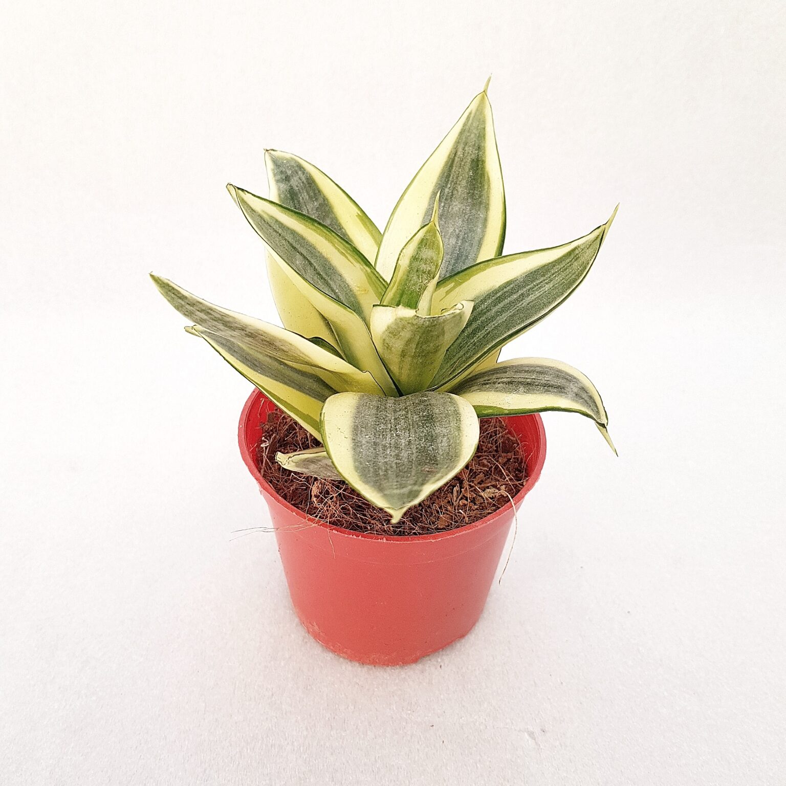 Anopinhammas 'Golden Hahnii' p9 Viherkauppa