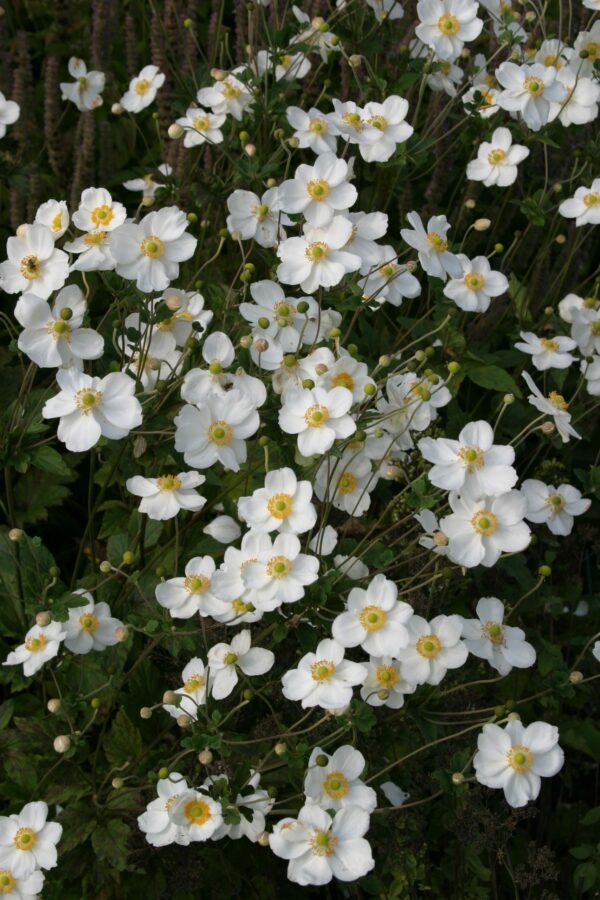 Syysvuokko 'Honorine Jobert'; At,3L,Ul
