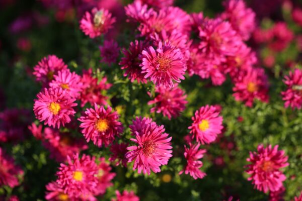 Syysasteri 'Royal Ruby'; At,2L,Ul