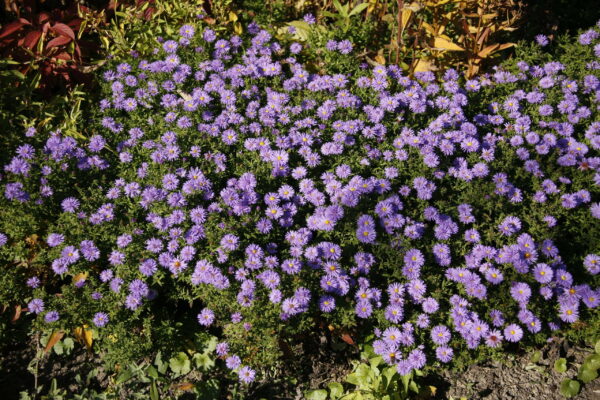 Syysasteri 'Early Blue'; At,2L,Ul