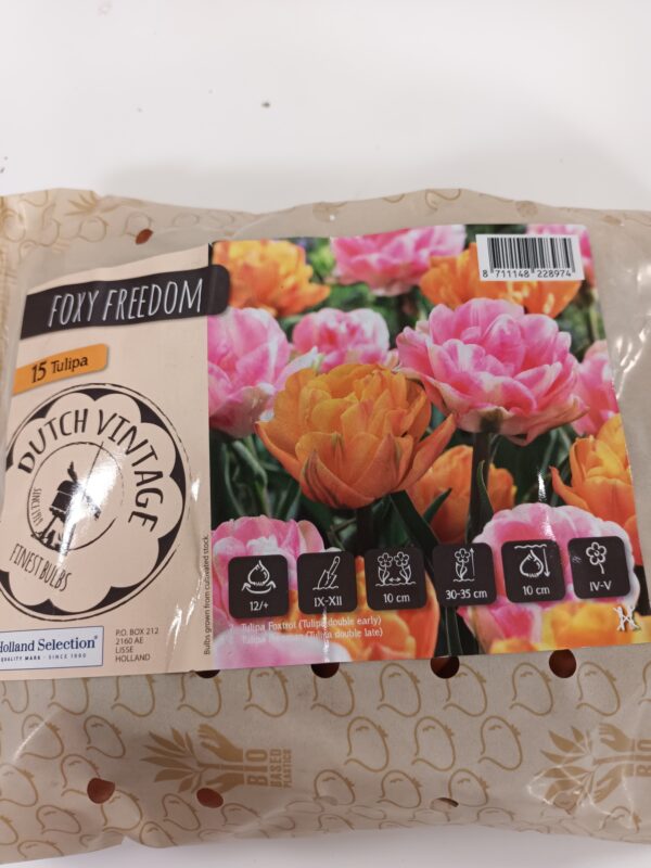 Dutch vintage Mix 15 kpl Tulppaani Foxy Freedom