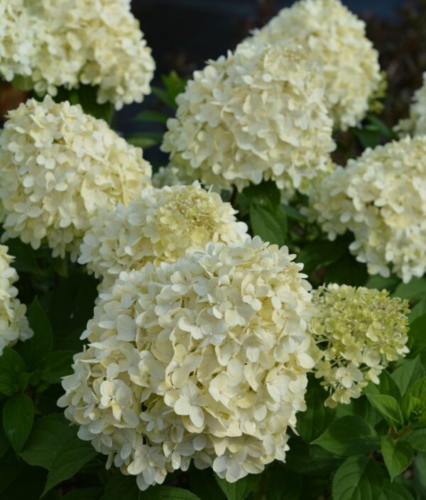 Syyshortensia 'Limelight'; runko 90,At,Ul