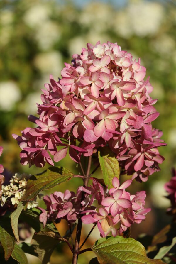 Syyshortensia Living Raspberry Pink; At,3L,Ul
