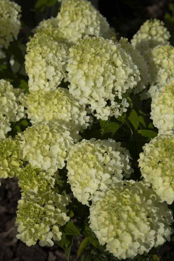 Syyshortensia Living Summer Snow; At,3L,Ul