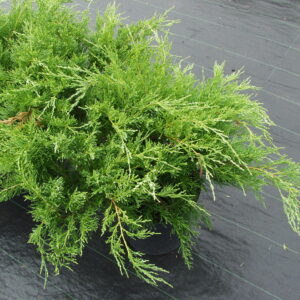 Tarhakataja 'Mint Julep'; 40-50 ,At,Ul