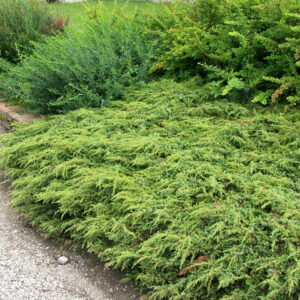 Kääpiökataja 'Repanda'; 25-30,At 2L,Ul