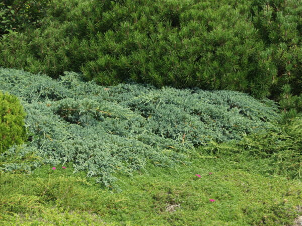 Sinilaakakataja 'Wiltonii';40-50,At,Ul