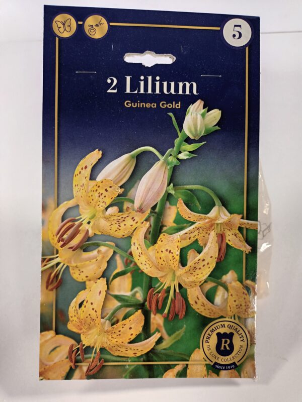 Marhanlilja 'Guinea Gold' 2 kpl