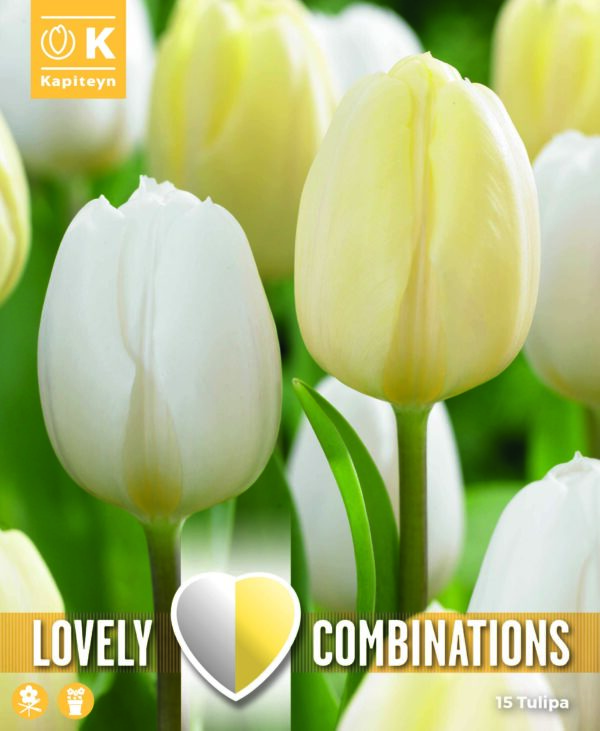 Lovely Combinations Early White&Cream 15 kpl